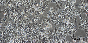 Lichtbild von Fischzellen des Koi-Karpfens, infiziert durch den Koi-Herpes-Virus
