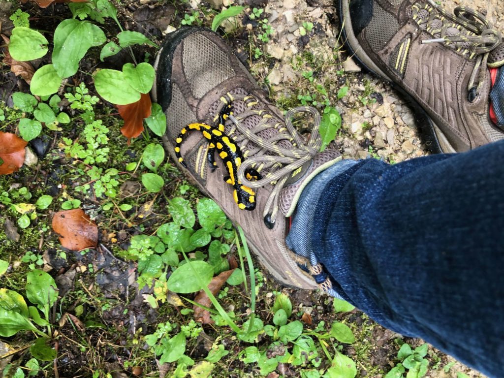 A picture of hike shoes with a salamnder on one of them
