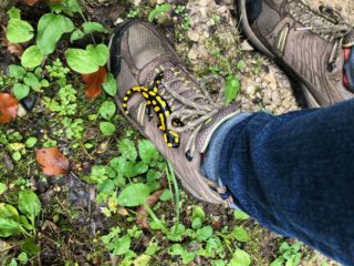 A picture of hike shoes with a salamnder on one of them