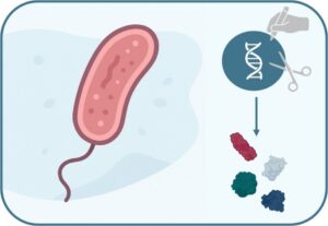A schematic picture of a bacteria, DNA with a drowing hand and scisors symboling genom editing and 4 different proteins as an outcome
