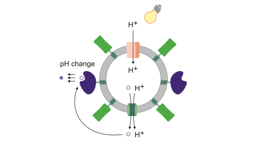 Symbol picture - a nanobioreactor (sphere) with integrated membrane proteins for pH regulation