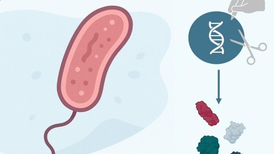 Pictogram - a bacteria with genetically modified DNA producing recombinant proteins
